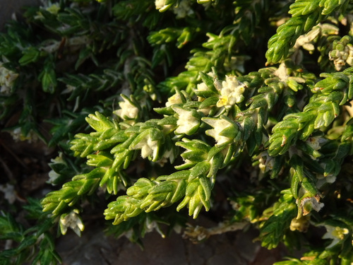 Thymelaea hirsuta (Thymelaea hirsuta)