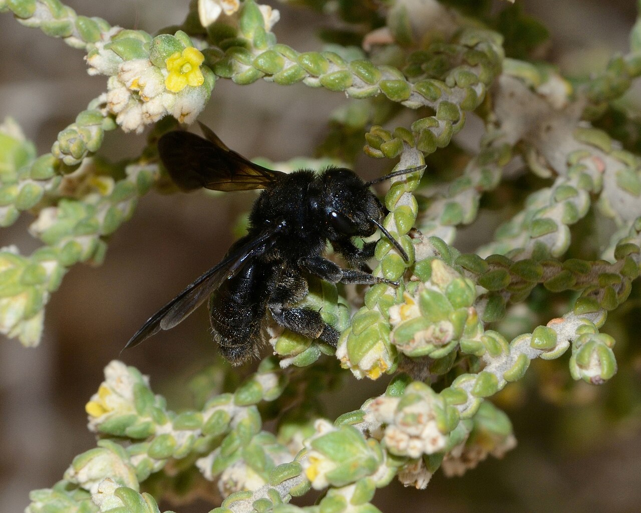 Thymelaea hirsuta: Andrena ( Melandrena ) sp. foraging on Thymelaea hirsuta , Holot Mash'abim, Northern Negev, Israel, February 14, 2012.