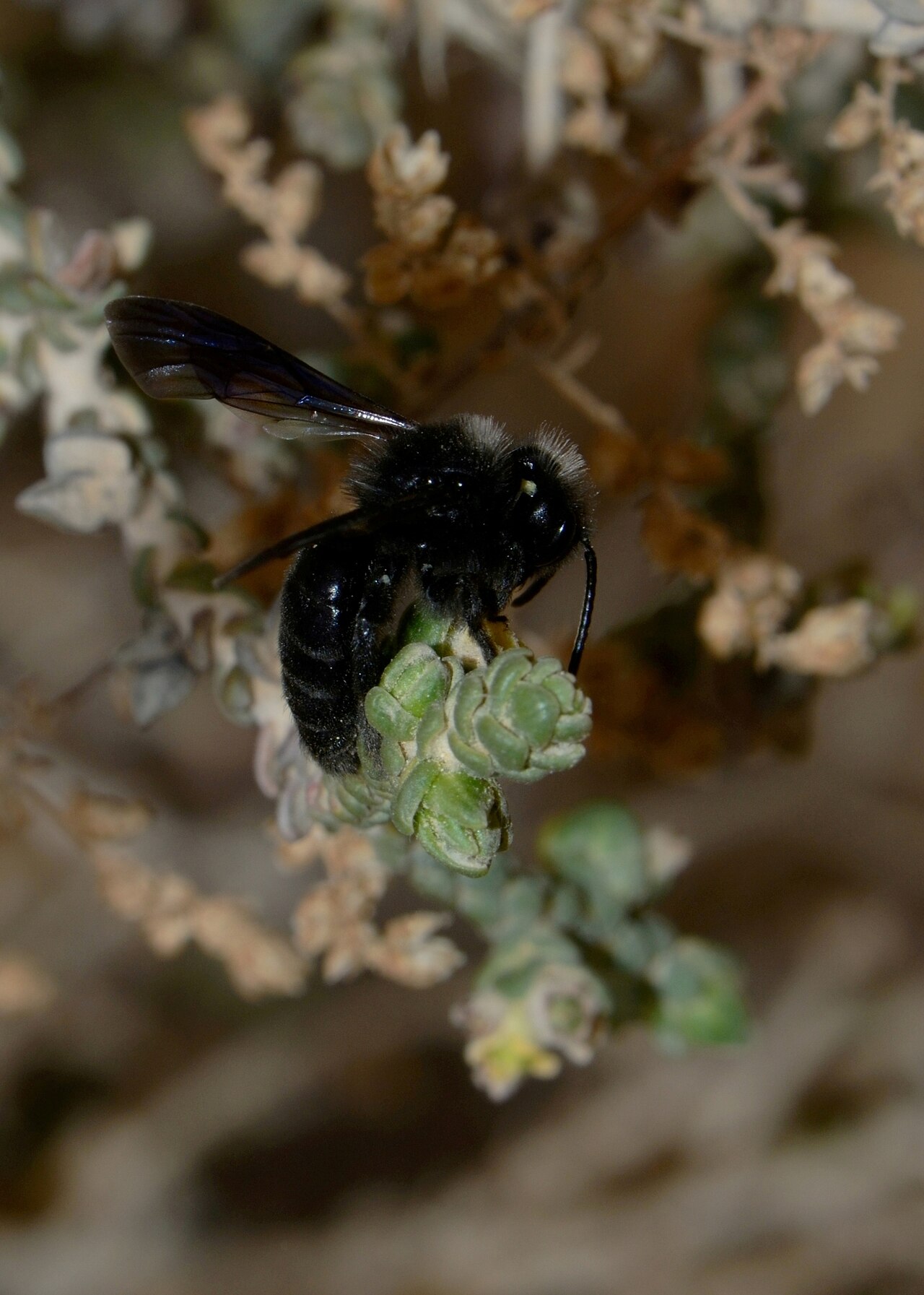 Thymelaea hirsuta: Andrena ( Melandrena ) sp. foraging on Thymelaea hirsuta , Holot Mash'abim, Northern Negev, Israel, February 14, 2012.