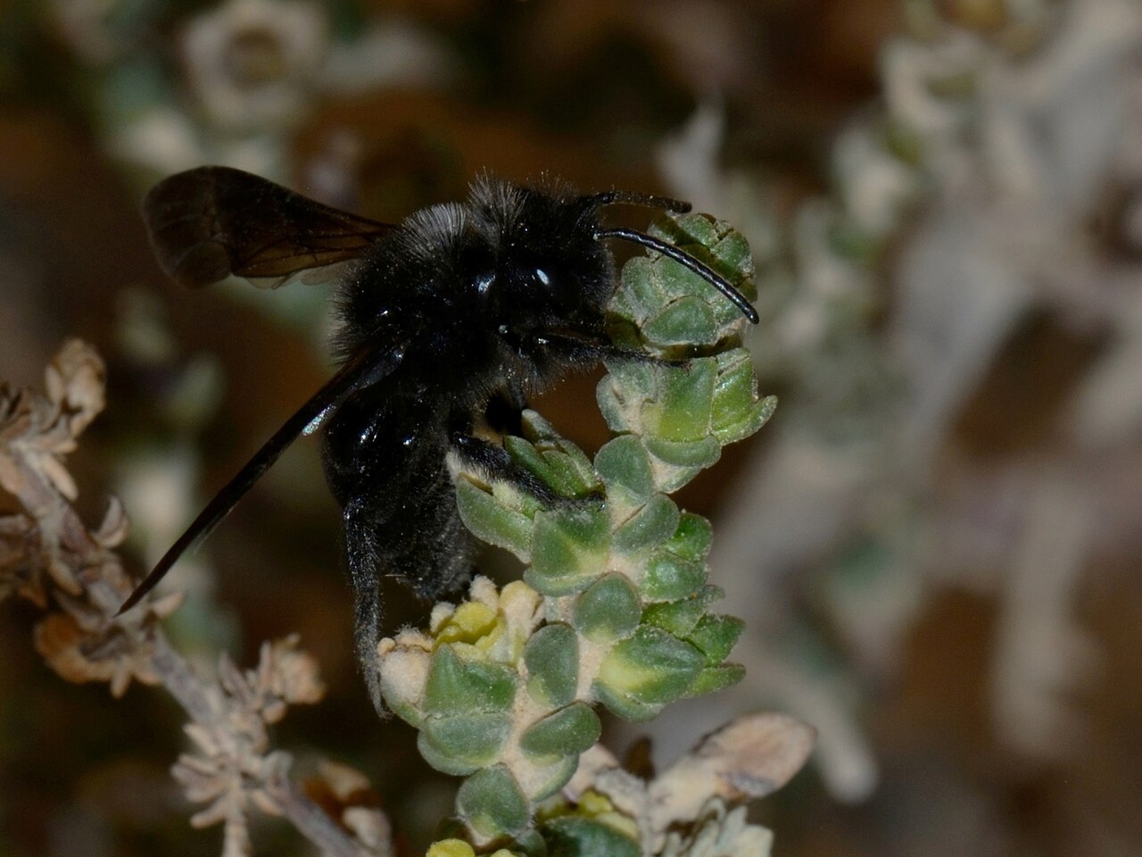 Thymelaea hirsuta: Andrena ( Melandrena ) sp. foraging on Thymelaea hirsuta , Holot Mash'abim, Northern Negev, Israel, February 14, 2012.