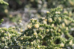 Thymelaea hirsuta (Thymelaea hirsuta)