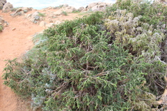 Thymelaea hirsuta (Thymelaea hirsuta)