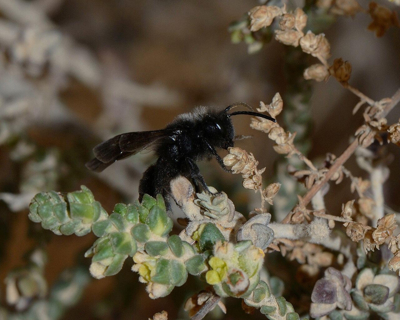 Thymelaea hirsuta: Andrena ( Melandrena ) sp. foraging on Thymelaea hirsuta , Holot Mash'abim, Northern Negev, Israel, February 14, 2012.