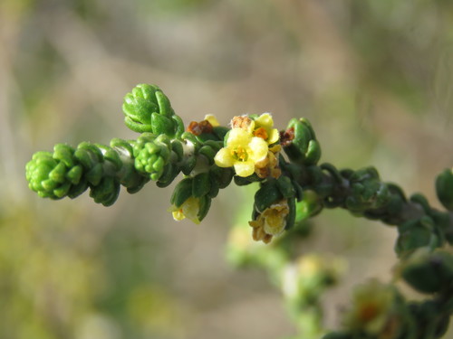 Thymelaea hirsuta (Thymelaea hirsuta)