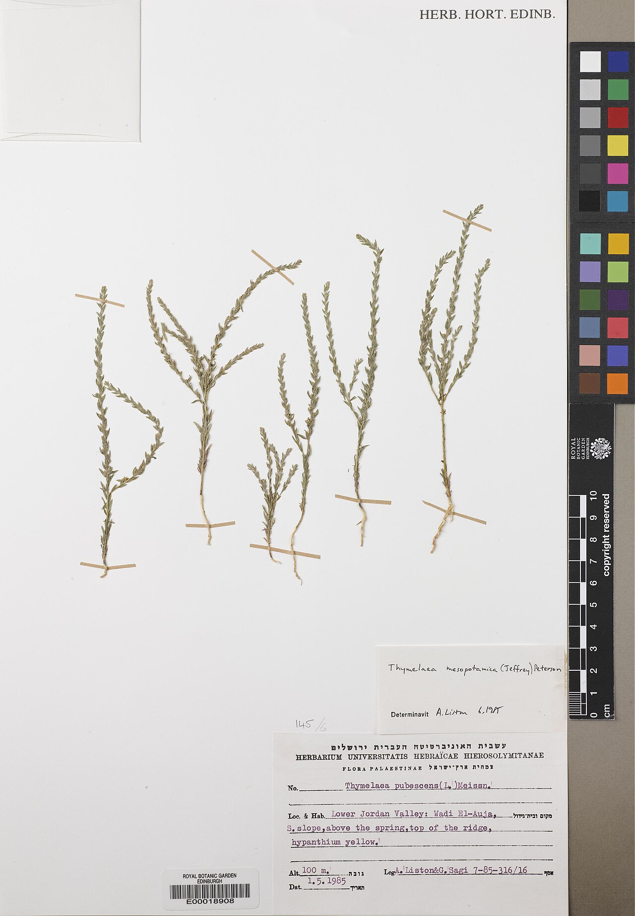 Thymelaea mesopotamica: Thymelaea mesopotamica — Herbarium specimen. Recorded 1985-05-01. Recorded in GBIF occurrence 575231583 .
