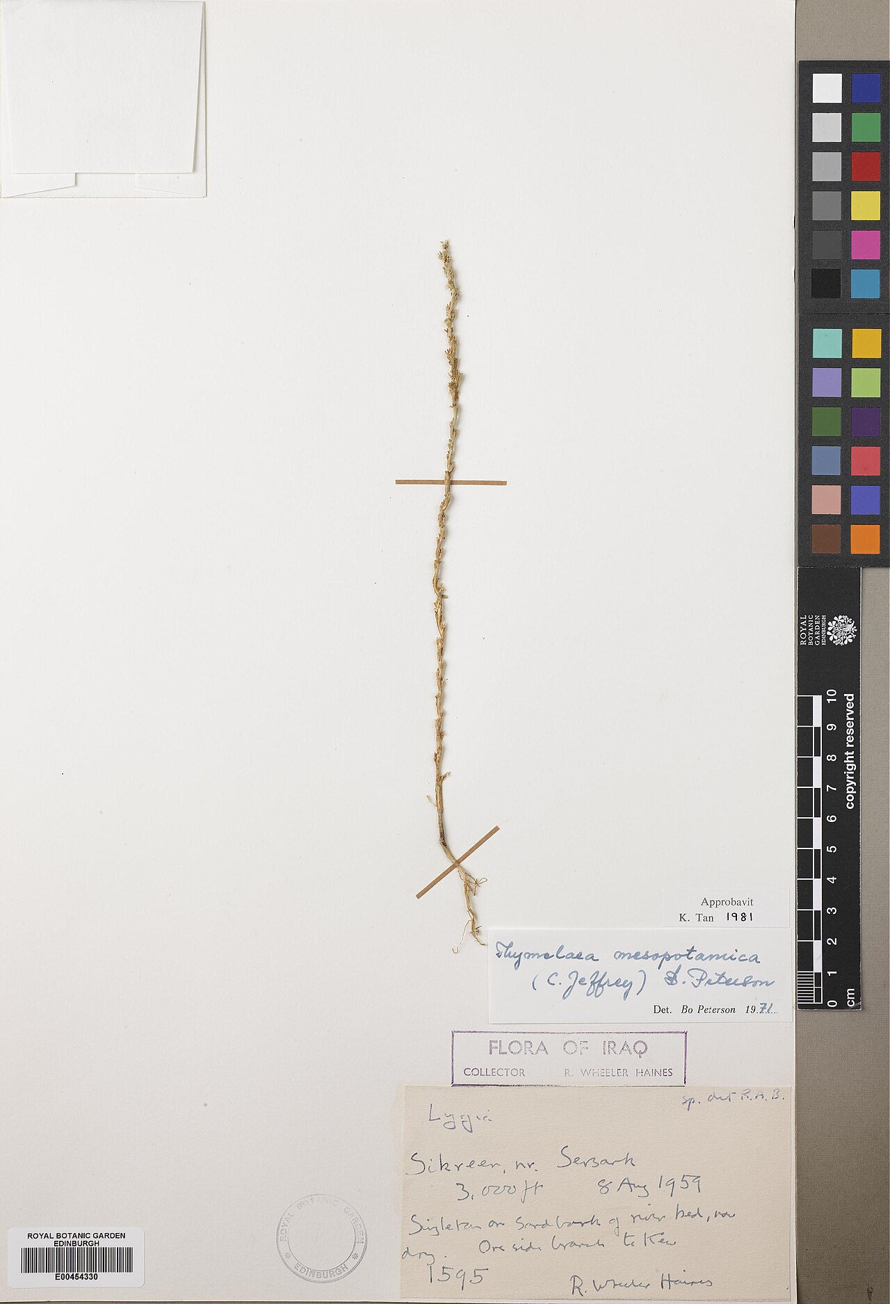 Thymelaea mesopotamica: Thymelaea mesopotamica — Herbarium specimen from Sikreen nr. Sersark, Iraq. Habitat: On sandbank of river bed, now dry.. Collected by Haines, Richard Wheeler (1