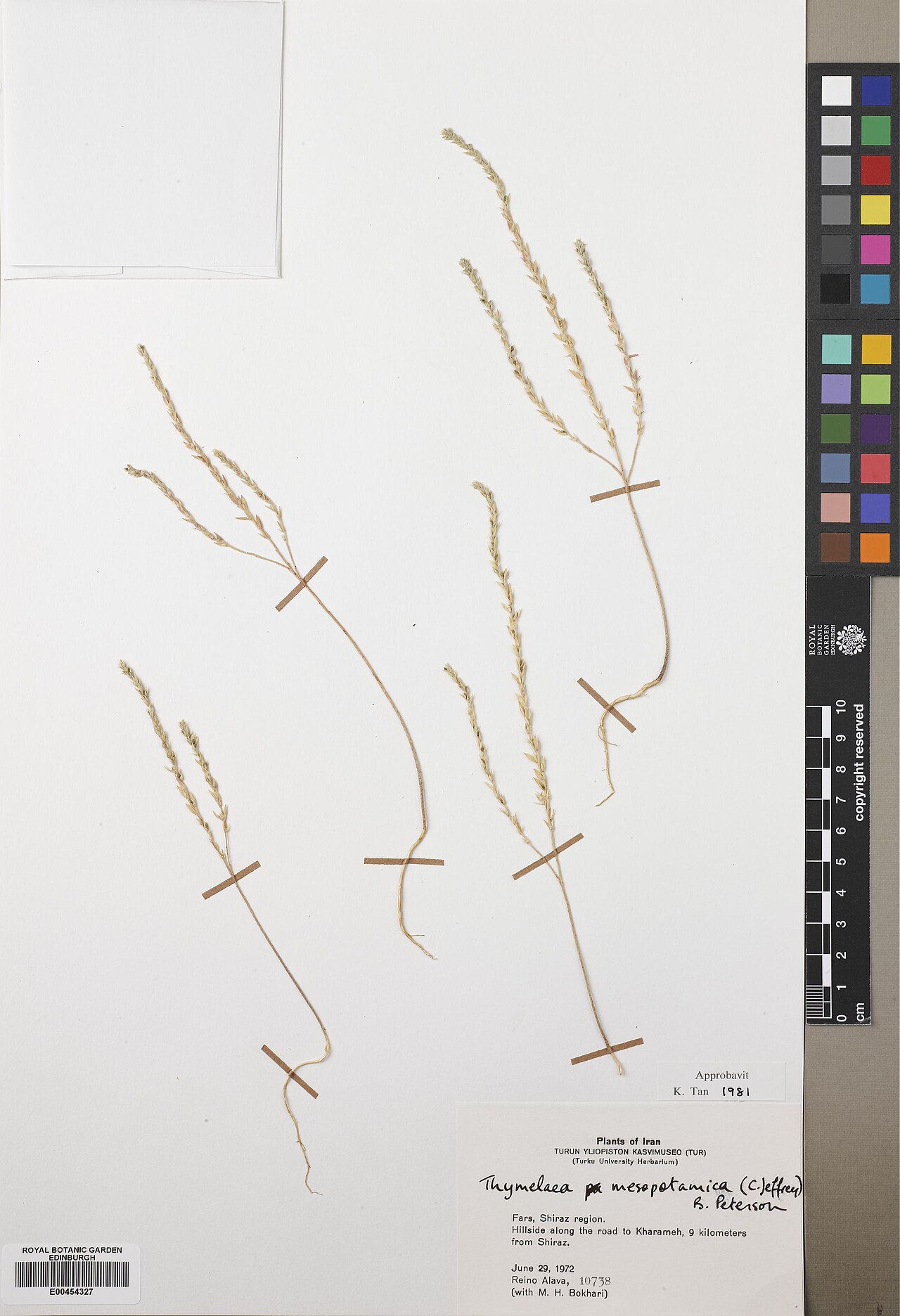 Thymelaea mesopotamica: Thymelaea mesopotamica — Herbarium specimen from Fars, Shiraz region. Hillside along the road to Kharameh, 9 km from Shiraz, Iran. Collected by Alava, Reino Ola