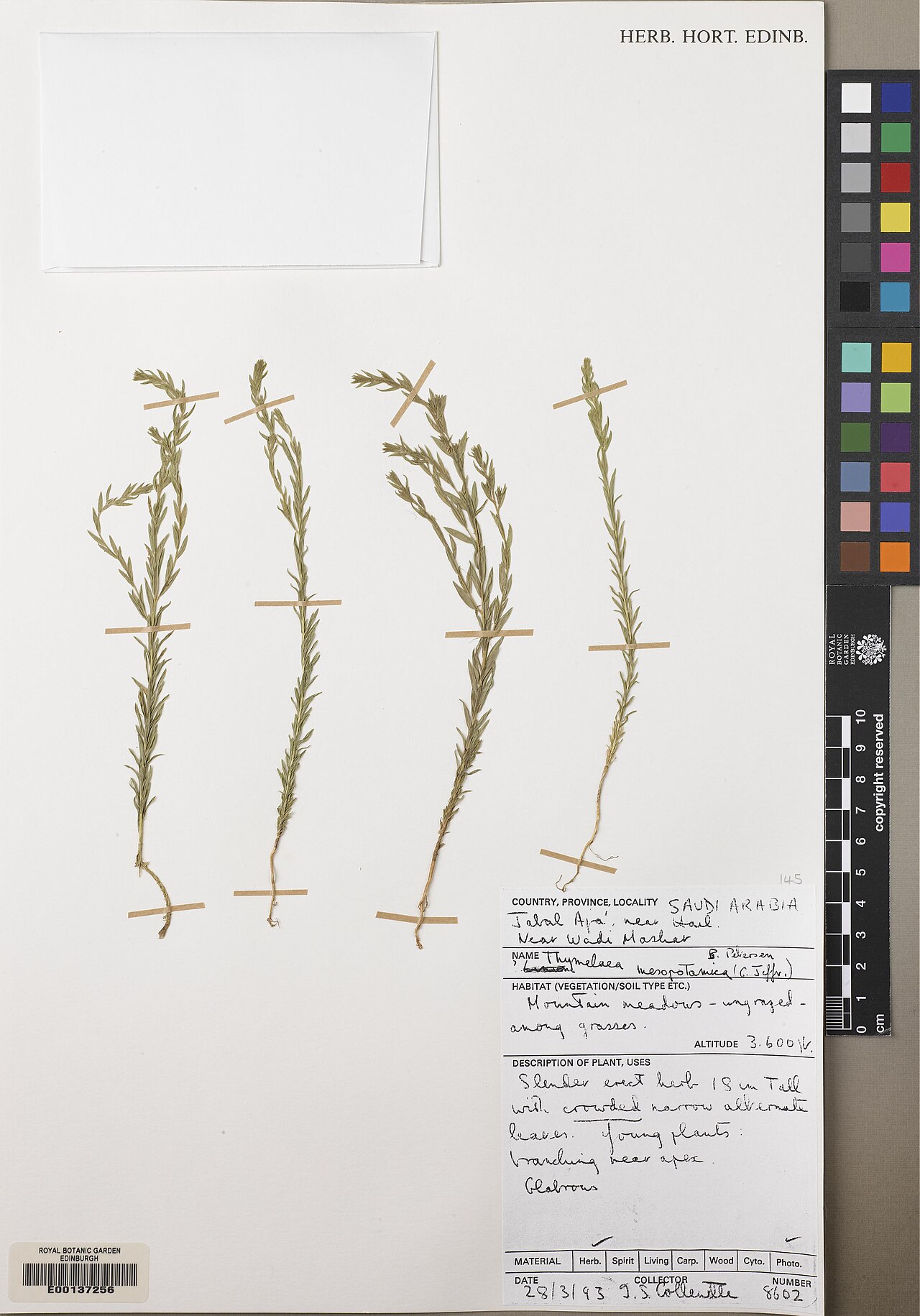 Thymelaea mesopotamica: Thymelaea mesopotamica — Herbarium specimen from Jabal Aja near Hail near Wadi Mashat, Saudi Arabia. Habitat: Mountain meadows, ungrazed, among grasses. Collect
