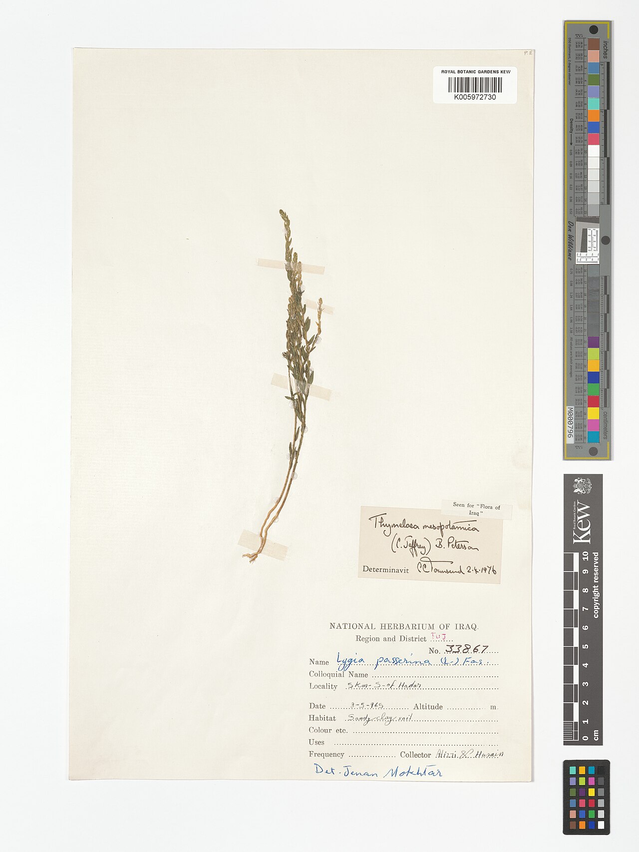 Thymelaea mesopotamica: Thymelaea mesopotamica — Herbarium specimen from Region and District FUJ; 5km-S-of Hadar, Iraq. Collected by Alizzi; Hasian (1965-05-03). Recorded in GBIF occur