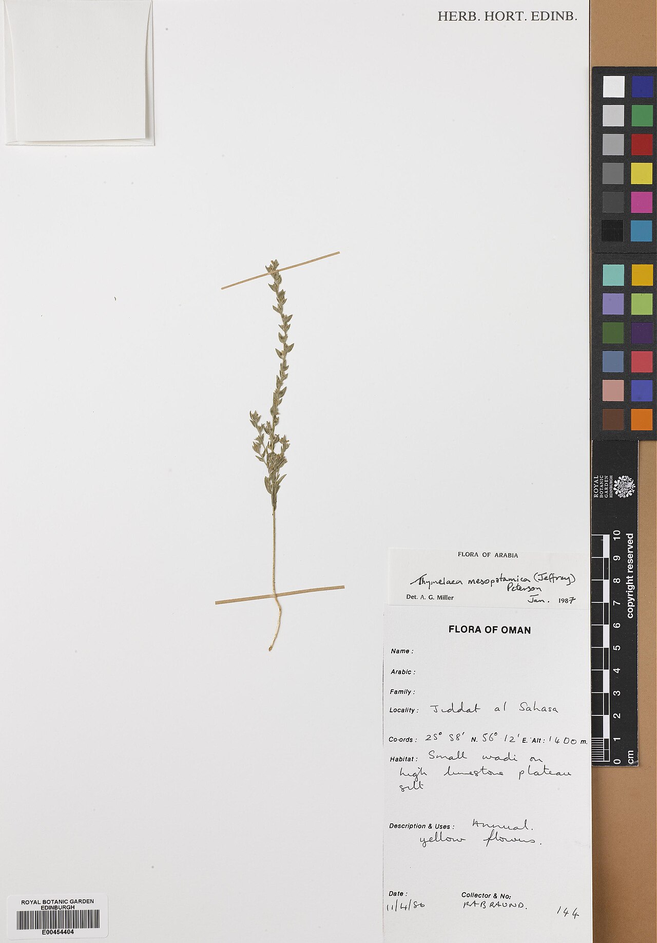 Thymelaea mesopotamica: Thymelaea mesopotamica — Herbarium specimen from Masqat, Jiddat al Sahasa, Oman. Habitat: Small wadi on high limestone plateau silt.. Collected by Braund, R. A.