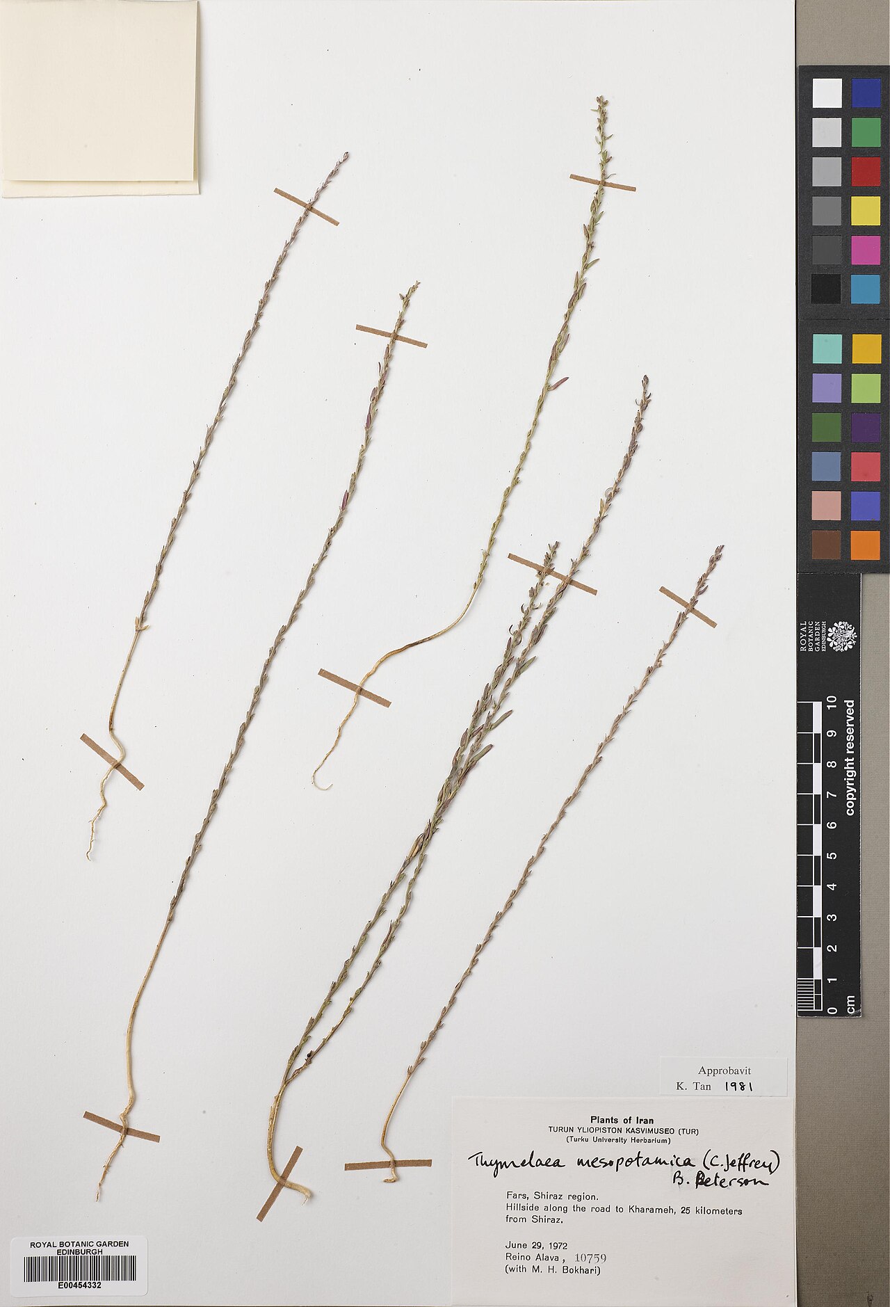 Thymelaea mesopotamica: Thymelaea mesopotamica — Herbarium specimen from Fars, Shiraz region. Hillside along the road to Kharameh, 25 kilometers from Shiraz, Iran. Collected by Alava,