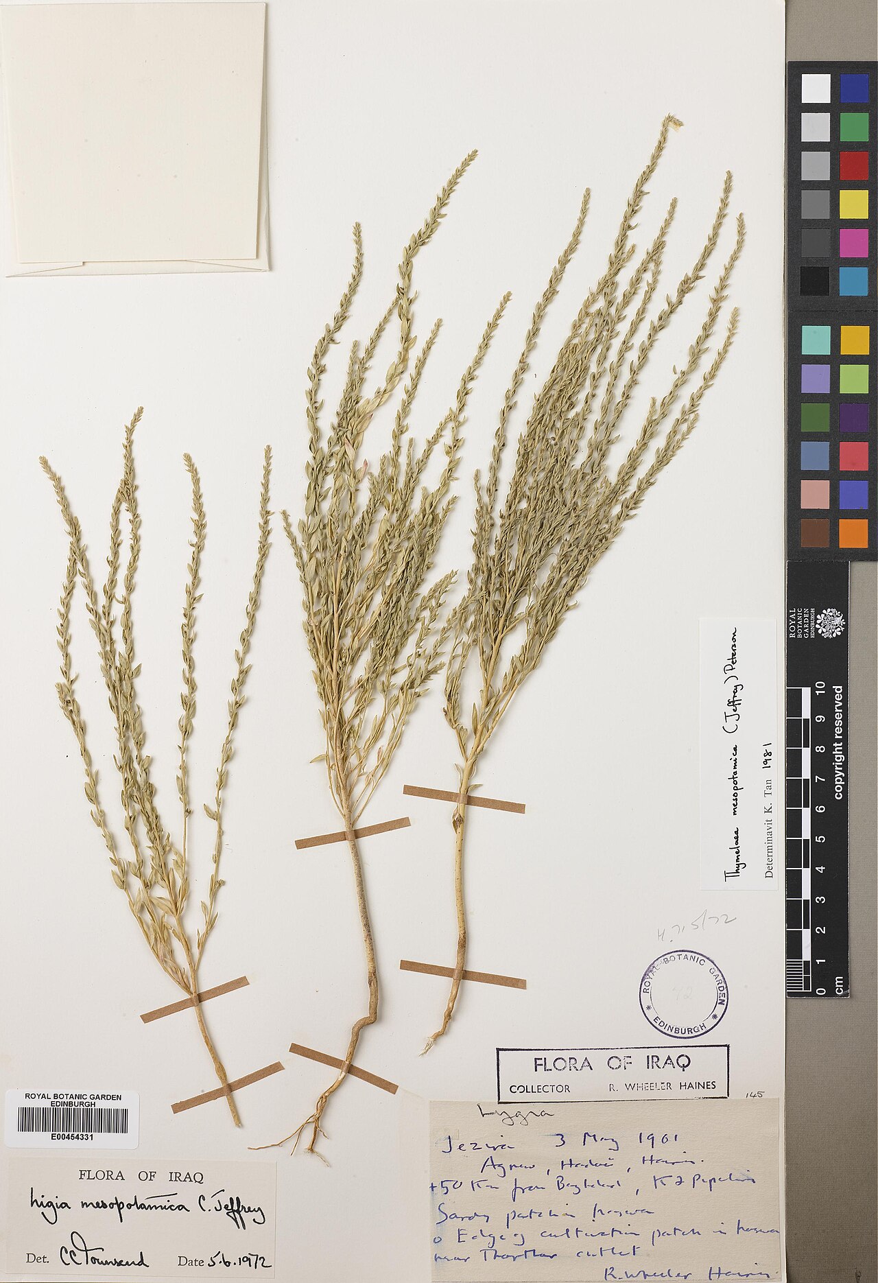 Thymelaea mesopotamica: Thymelaea mesopotamica — Herbarium specimen from +50km from Baghdad, K2 pipeline, Iraq. Collected by Agnew, Andrew David Quentin, Hadac, E. & Haines, Richard Wh