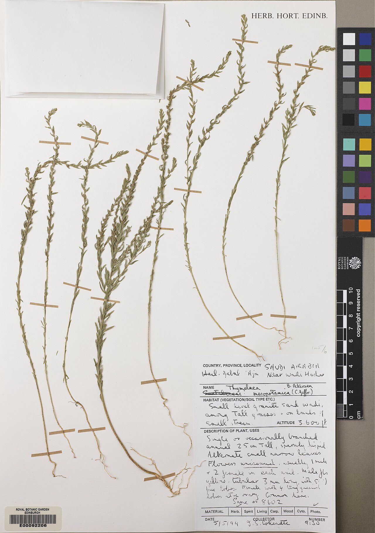 Thymelaea mesopotamica: Thymelaea mesopotamica — Herbarium specimen from Hail, Jabal Aja. Near Wadi Hashar, Saudi Arabia. Habitat: Small level granite sand wadi among tall grasses and
