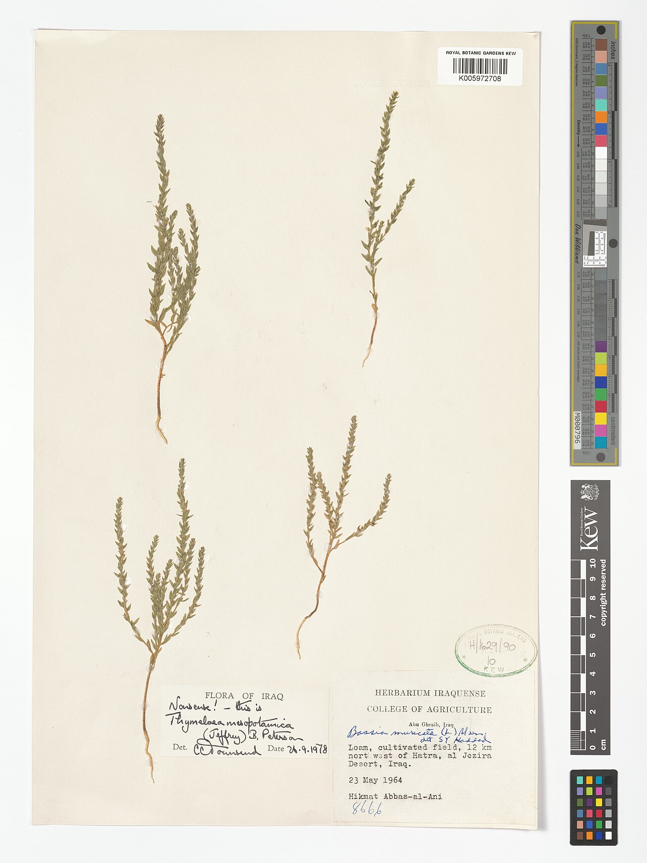 Thymelaea mesopotamica: Thymelaea mesopotamica — Herbarium specimen from Abu Ghraib; 12 km nort west of Hatra, al Jezira Desert, Iraq. Collected by Hikmat Abbas-al-Ani (1964-05-23). Re