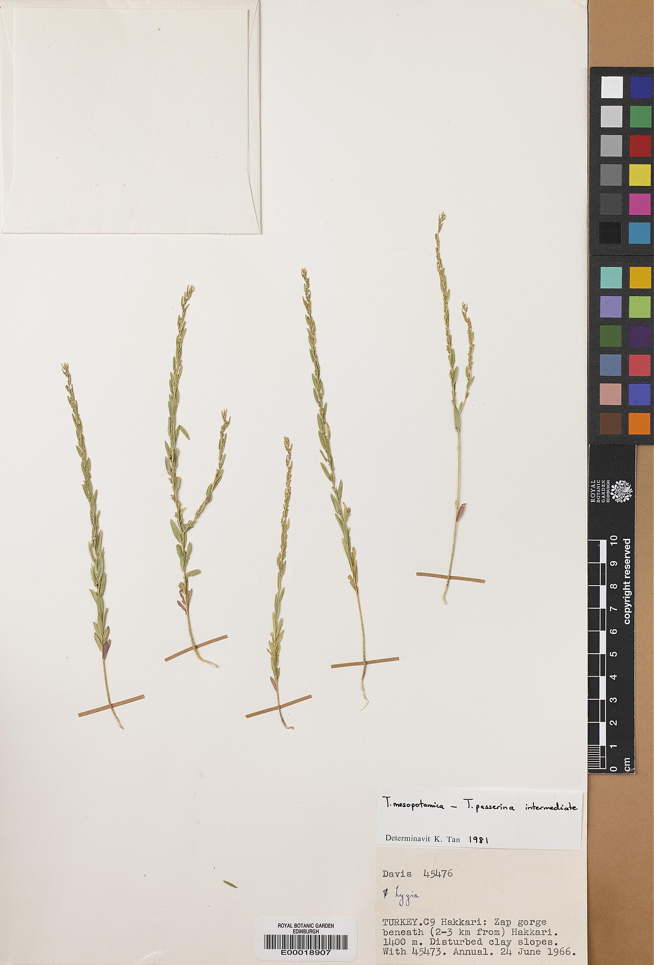 Thymelaea mesopotamica: Thymelaea mesopotamica — Herbarium specimen from Türkiye. Collected by Davis, Peter Hadland (1966-06-24). Recorded in GBIF occurrence 575277140 .