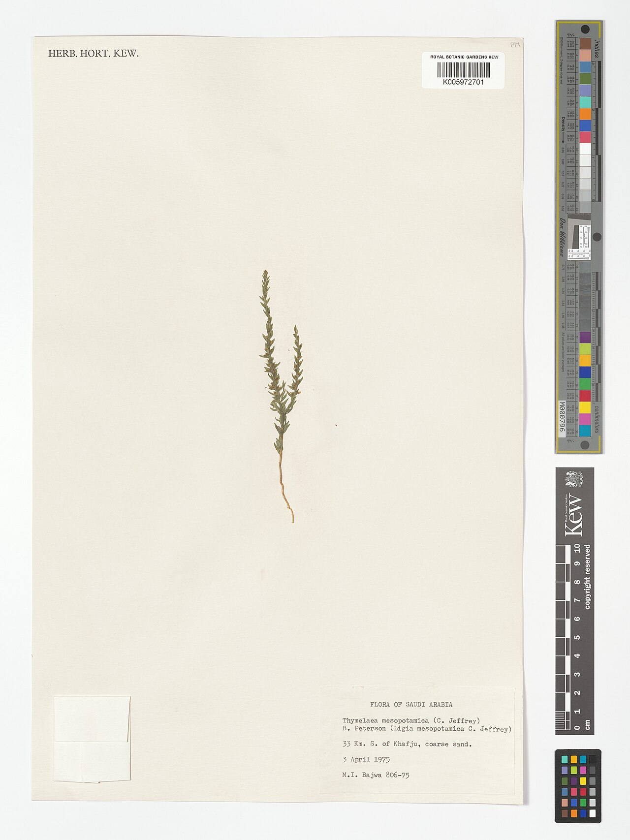 Thymelaea mesopotamica: Thymelaea mesopotamica — Herbarium specimen from 33 Km. S. of Khafju, coarse sand., Saudi Arabia. Collected by Bajwa, M.I. (1975-04-03). Recorded in GBIF occurr