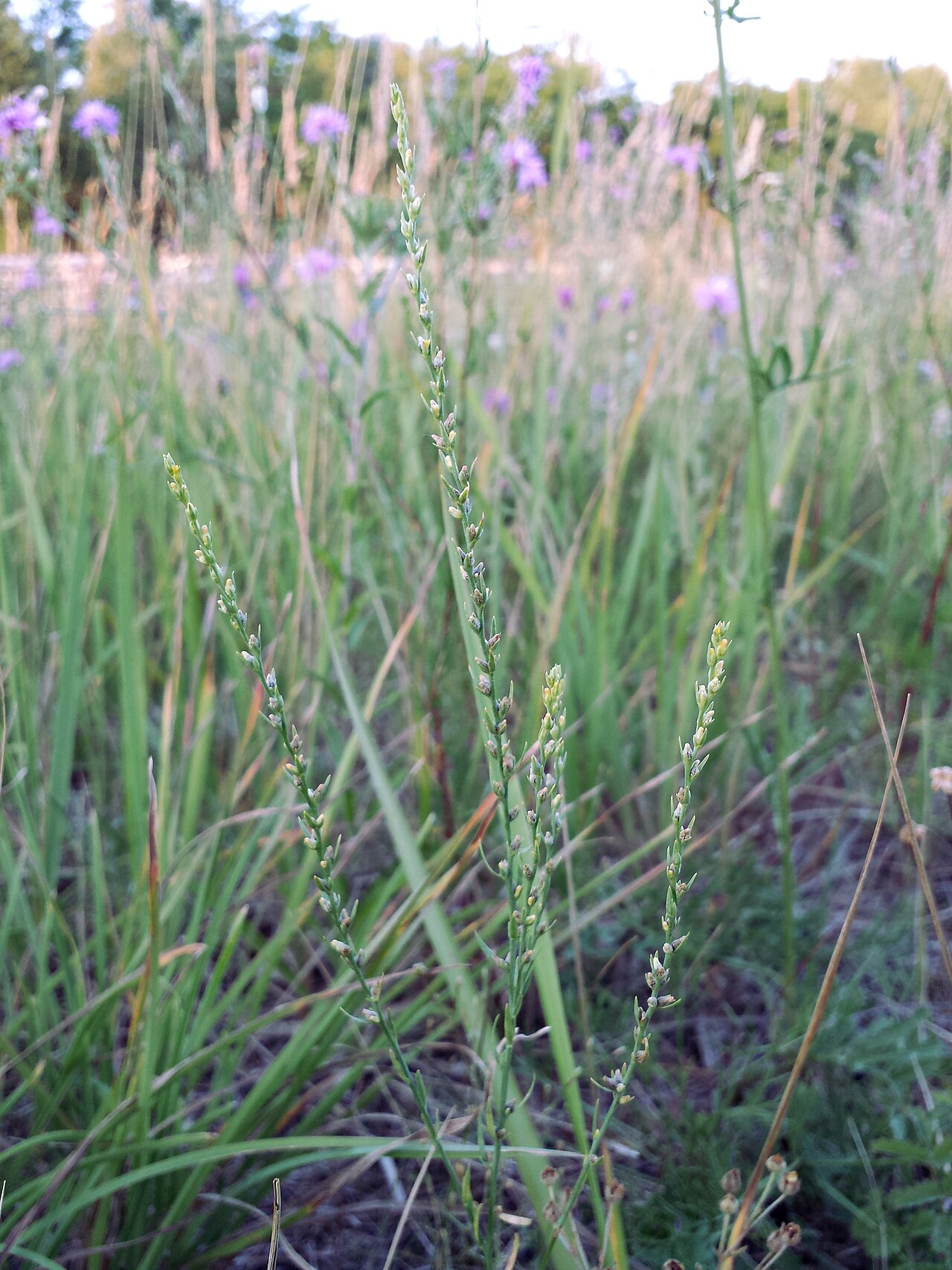 Mezereon: Habitus Taxon: Thymelaea passerina (sensu Fischer et al. EfÖLS 2008) Location: old marshalling yard Breitenlee, Vienna-Donaustadt - ca. 160 m a.s.l. Habitat: dr