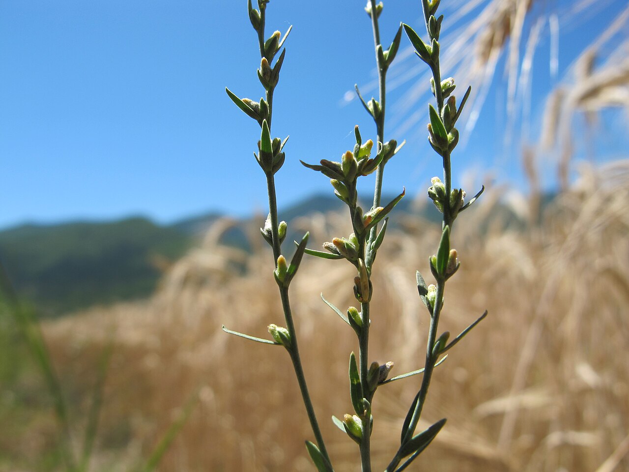 Mezereon: Thymelaea passerina