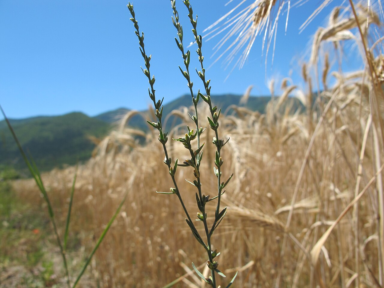 Mezereon: Thymelaea passerina
