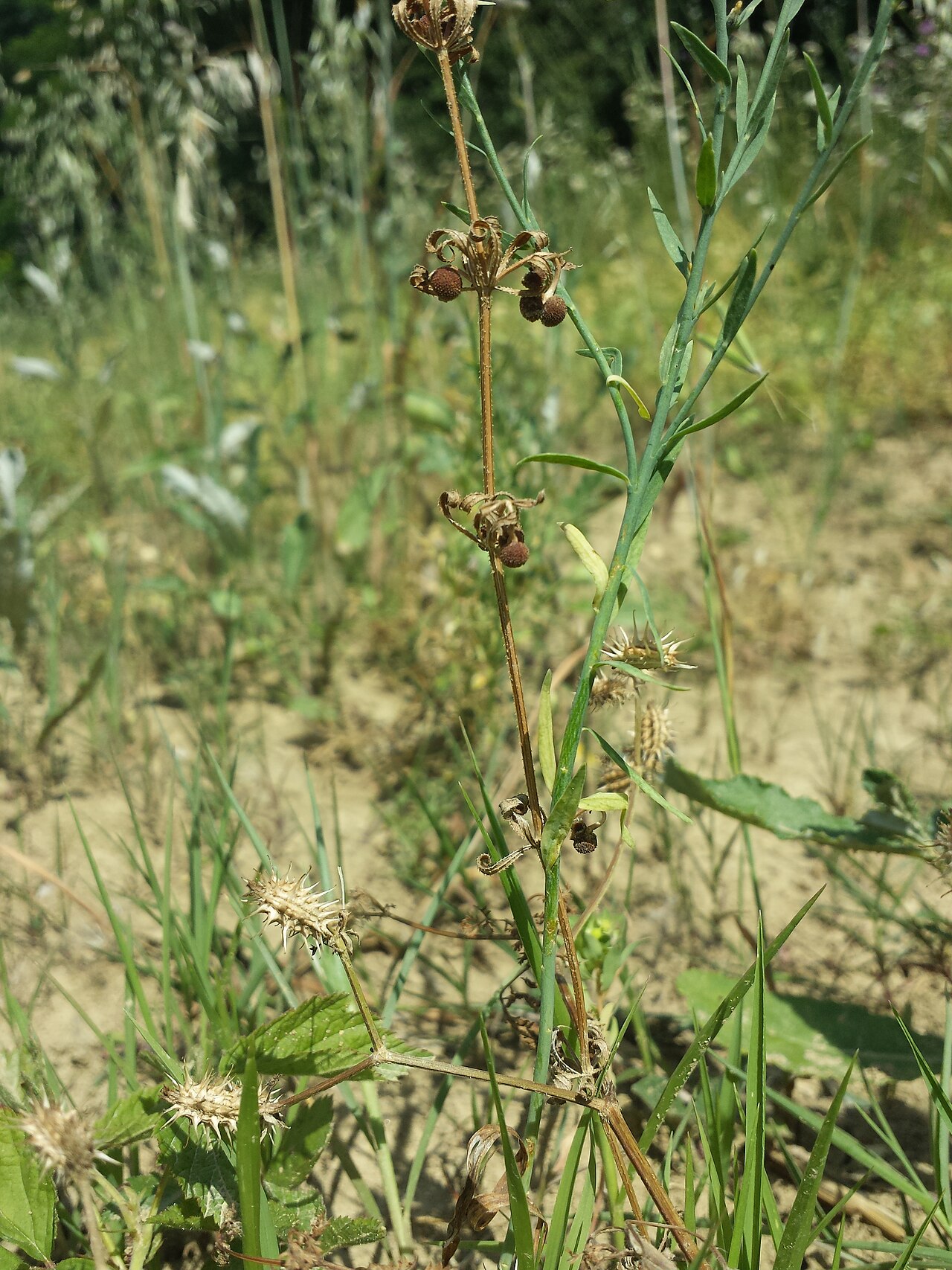 Mezereon: Habitus Taxonym: Galium tricornutum , Caucalis platycarpos subsp. platycarpos and Thymelaea passerina ss Fischer et al. EfÖLS 2008 ISBN 978-3-85474-187-9 Locati