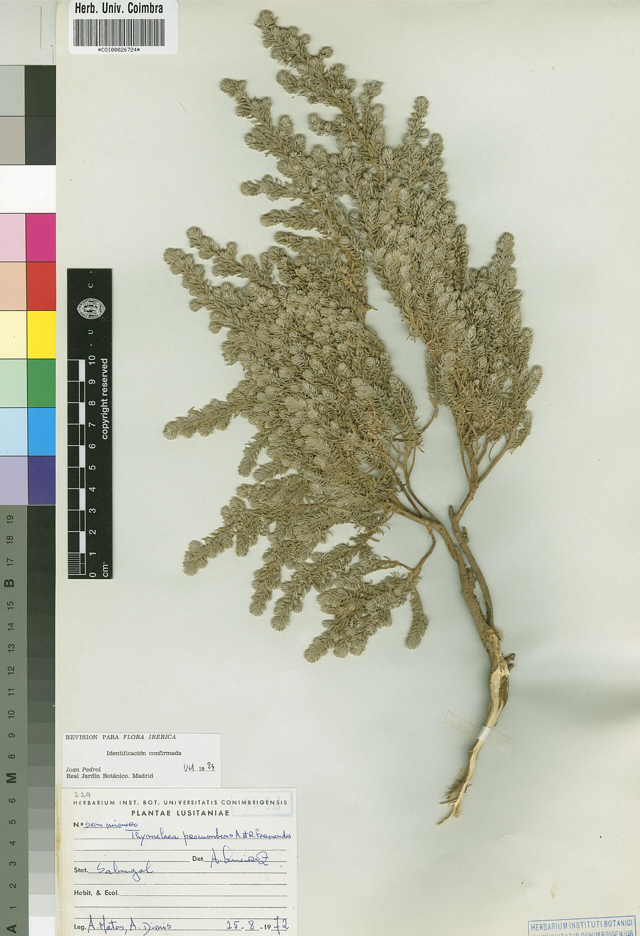 Thymelaea procumbens: Photograph of Holotype of Thymelaea procumbens at Herbarium of the University of Coimbra, Portugal (COI). Specimen COI00026724. http://coicatalogue.uc.pt/specim