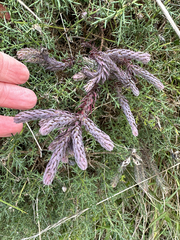 Thymelaea ruizii (Thymelaea ruizii)