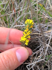 Thymelaea ruizii (Thymelaea ruizii)