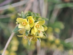 Thymelaea ruizii (Thymelaea ruizii)