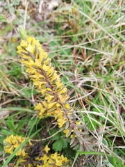 Thymelaea ruizii (Thymelaea ruizii)