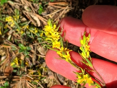 Thymelaea ruizii (Thymelaea ruizii)