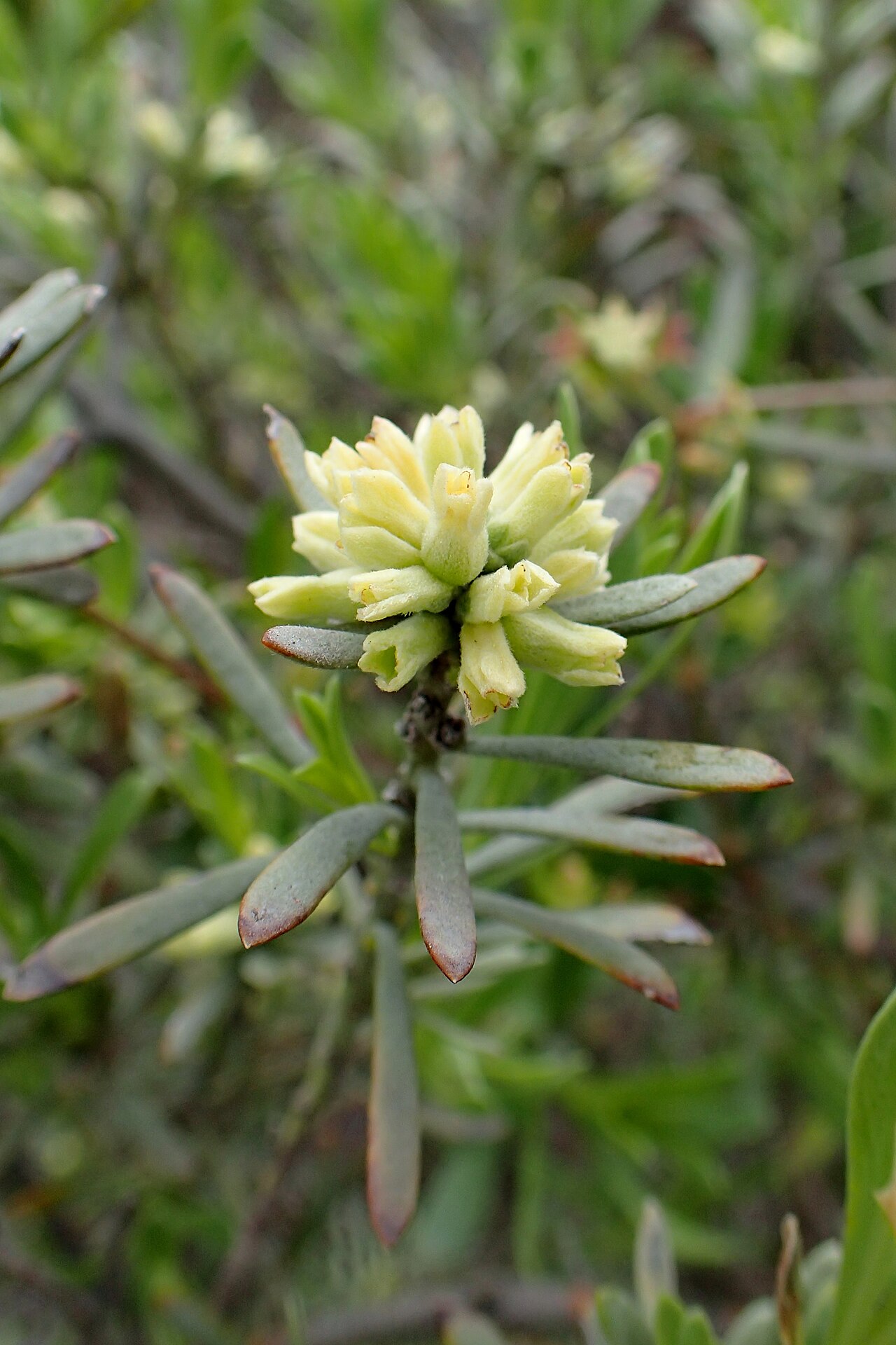 Thymelaea tarton-raira: Thymelaea tartonraira at Kalavasos Dam, Cyprus