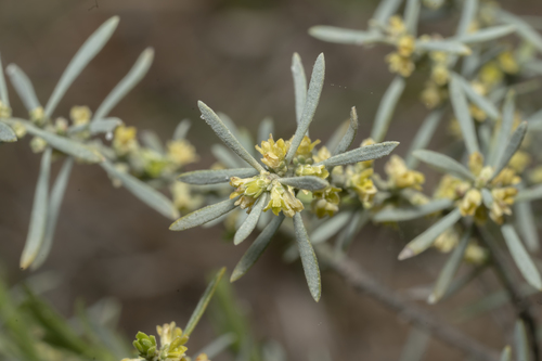 Thymelaea tarton-raira (Thymelaea tarton-raira)