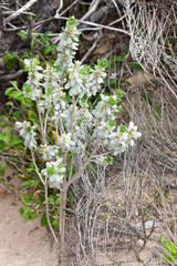 Thymelaea tarton-raira (Thymelaea tarton-raira)