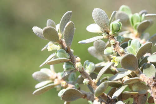 Thymelaea tarton-raira (Thymelaea tarton-raira)