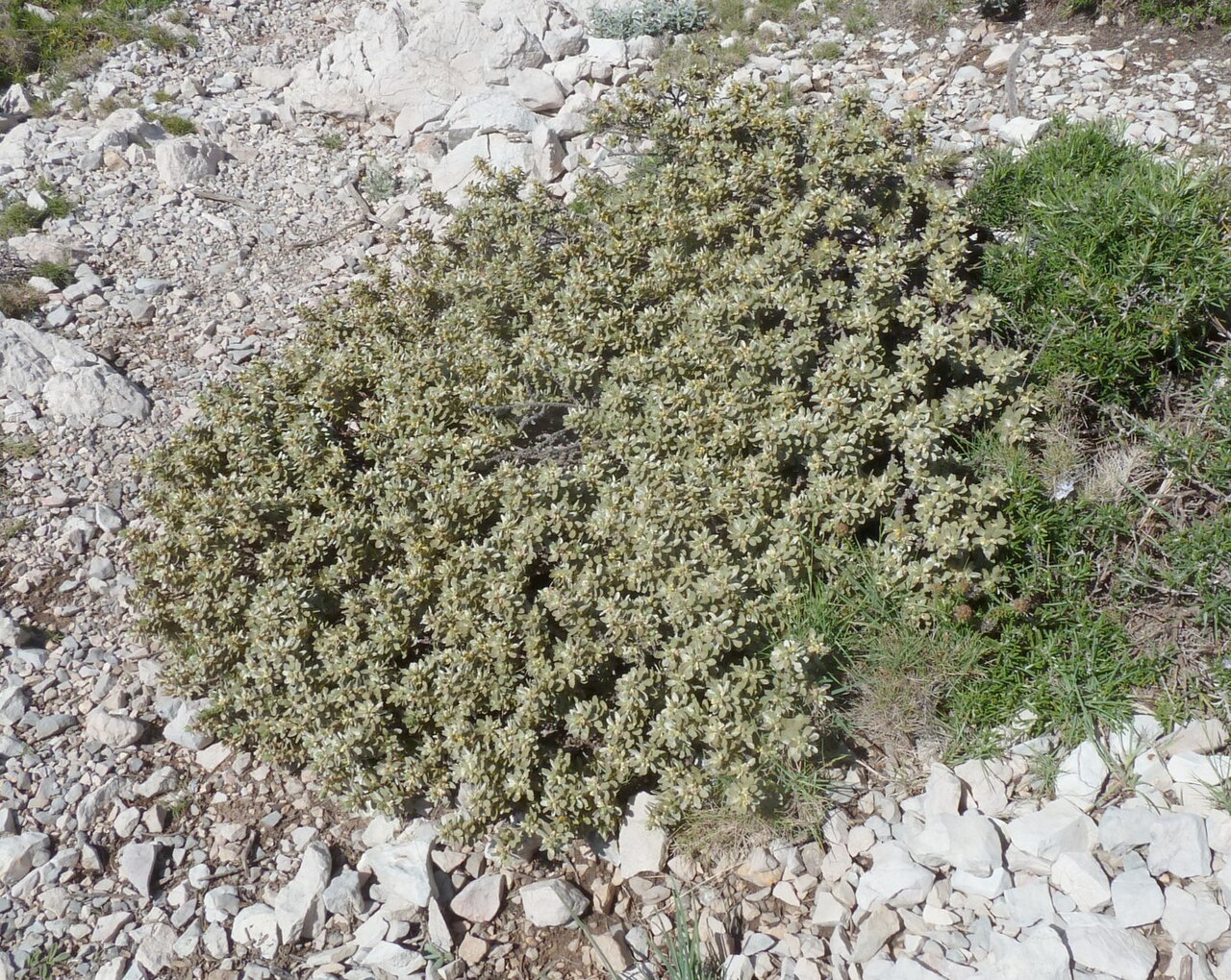 Thymelaea tarton-raira: Thymelaea tartonraira à Callelongue