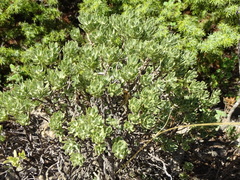 Thymelaea tarton-raira (Thymelaea tarton-raira)