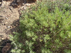 Thymelaea tarton-raira (Thymelaea tarton-raira)