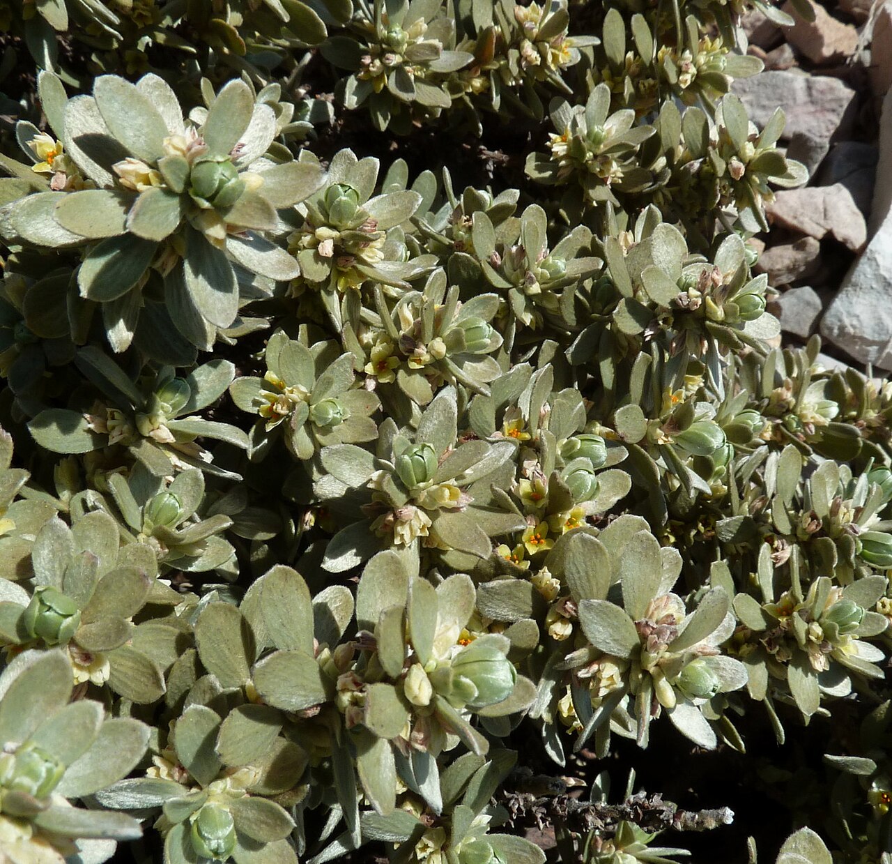 Thymelaea tarton-raira: Thymelaea tartonraira à Callelongue