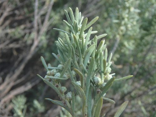 Thymelaea tarton-raira (Thymelaea tarton-raira)
