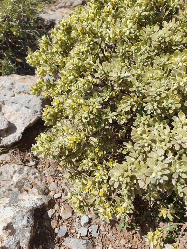 Thymelaea tarton-raira (Thymelaea tarton-raira)