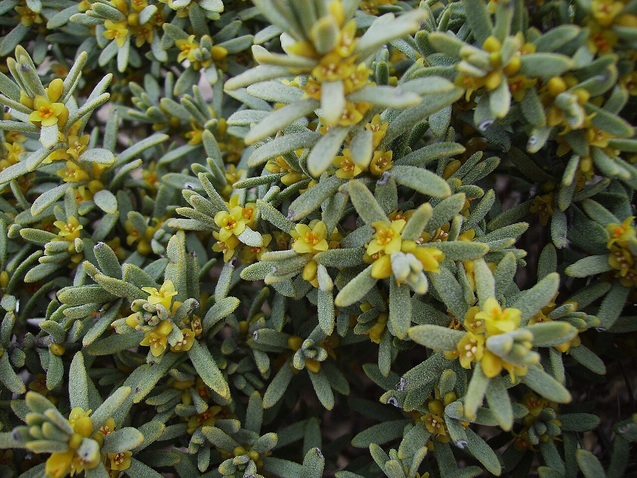 Thymelaea tinctoria: Thymelaea tinctoria , Serra de Castelltallat 800 m s.l., Catalonia.