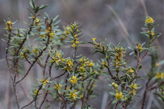 Thymelaea tinctoria (Thymelaea tinctoria)