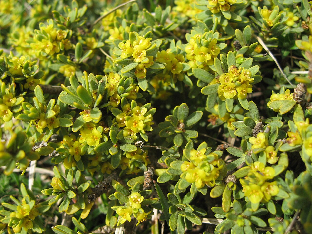 Thymelaea tinctoria: Thymelaea tinctoria ssp. nivalis