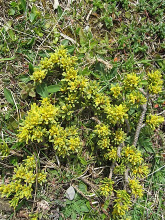 Thymelaea tinctoria: Thymelaea tinctoria ssp. nivalis