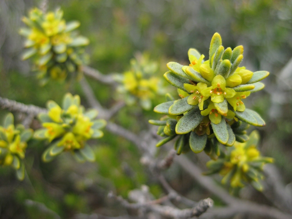 Thymelaea tinctoria (Thymelaea tinctoria)