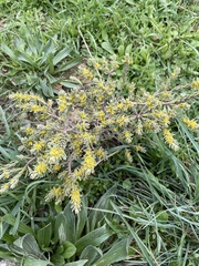 Thymelaea tinctoria (Thymelaea tinctoria)