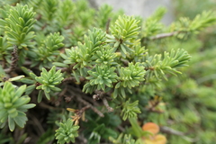 Thymelaea tinctoria (Thymelaea tinctoria)