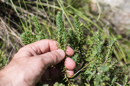 Thymelaea tinctoria (Thymelaea tinctoria)