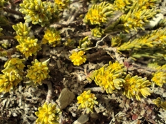 Thymelaea tinctoria (Thymelaea tinctoria)