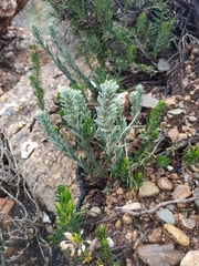 Thymelaea tinctoria (Thymelaea tinctoria)